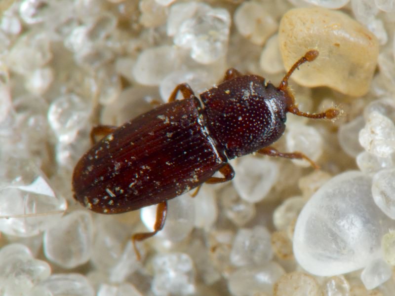 Cerylon ferrugineum Stephens, 1830